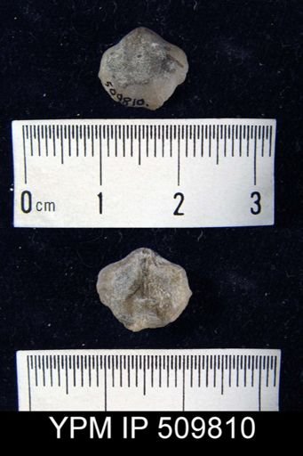 Camerella congesta