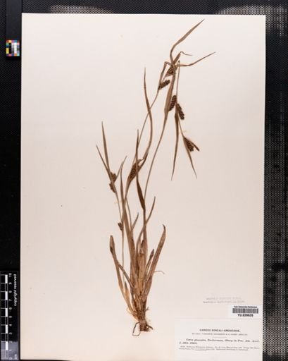 Carex flaccosperma