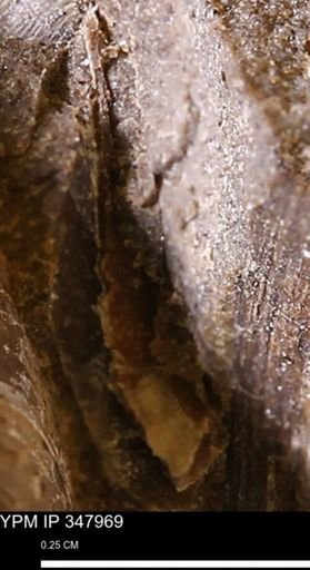 undet. Bivalvia