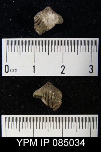 Stegerhynchus whitei?