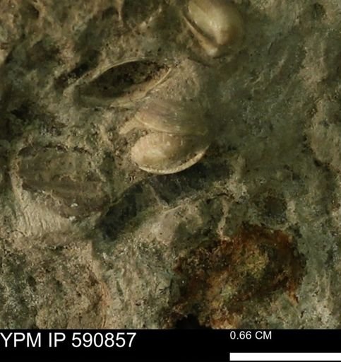 Limopsis?