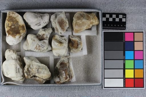 Titanotherium sp.