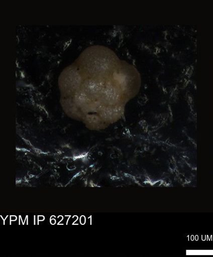 undet. Foraminiferida