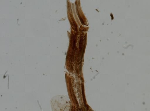 Schizostoma castanea