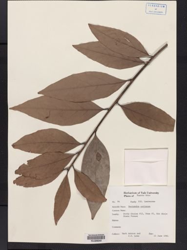 Nectandra