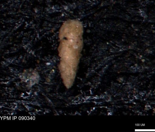 Verneuilinoides kansasensis