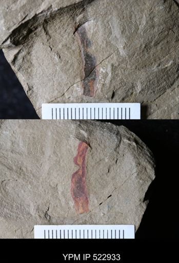 undet. Arthropoda
