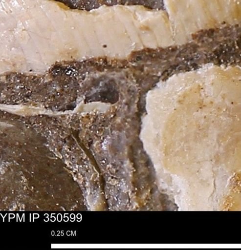 undet. Mollusca