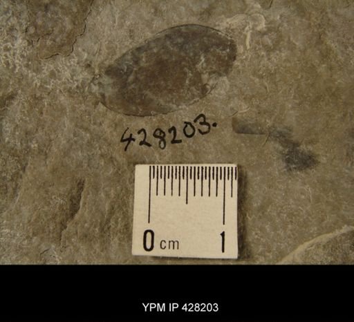 Eurypterus sp.
