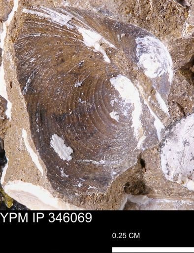 Limopsis striatopunctatus
