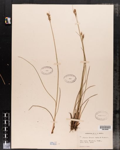 Juncus