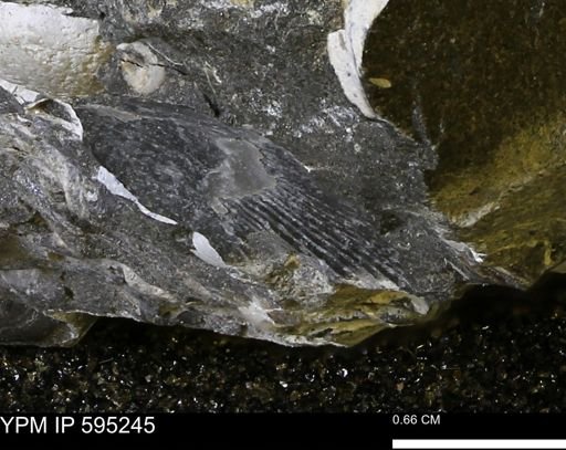 Oxytoma (Hypoxytoma) nebrascana