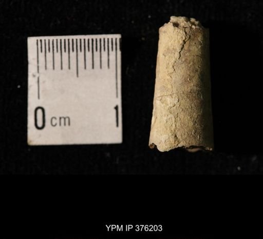 Pseudorthoceras knoxense