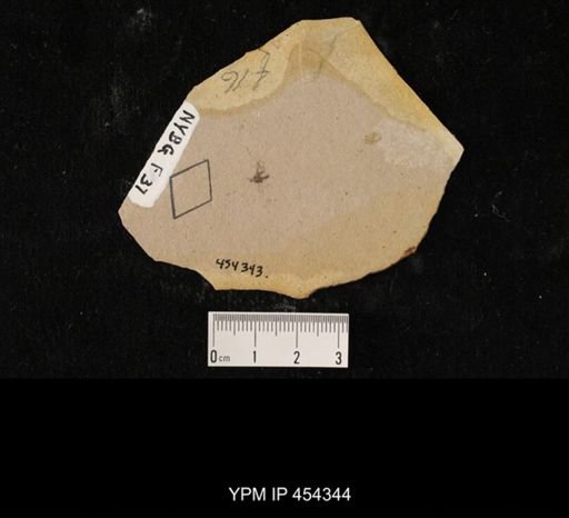 Bibionidae