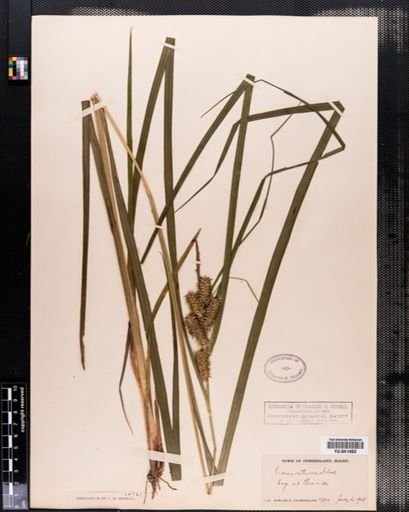 Carex retrorsa