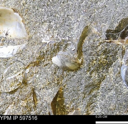 undet. Bivalvia