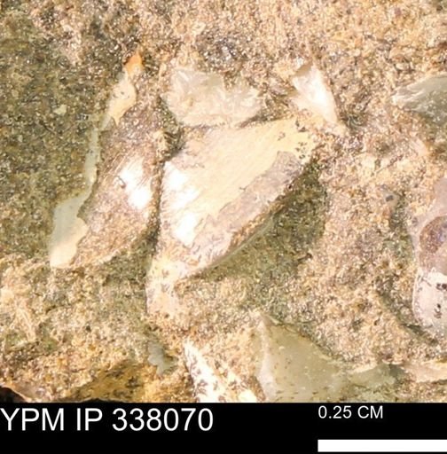 undet. Bivalvia