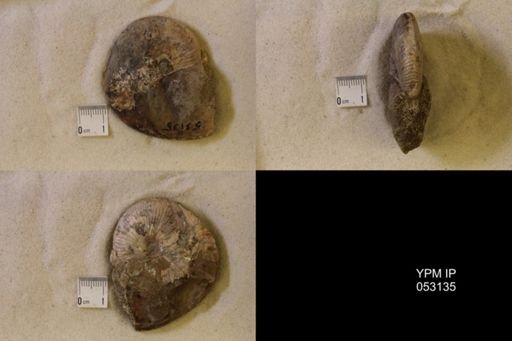 Hoploscaphites nicolletii