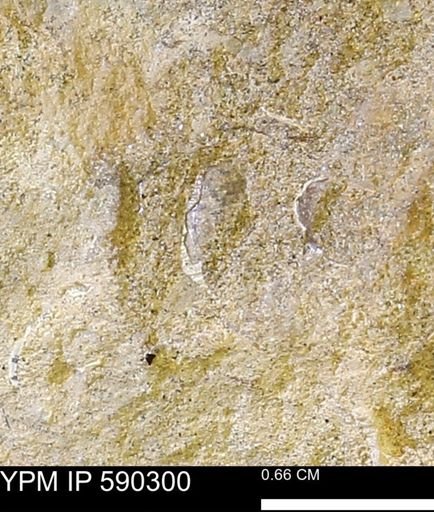 undet. Mollusca