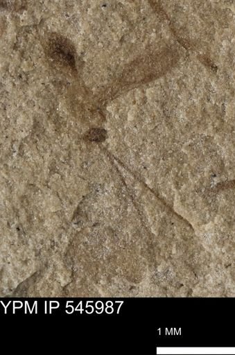 taxon undetermined
