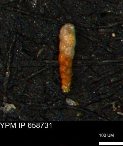 Verneuilinoides kansasensis