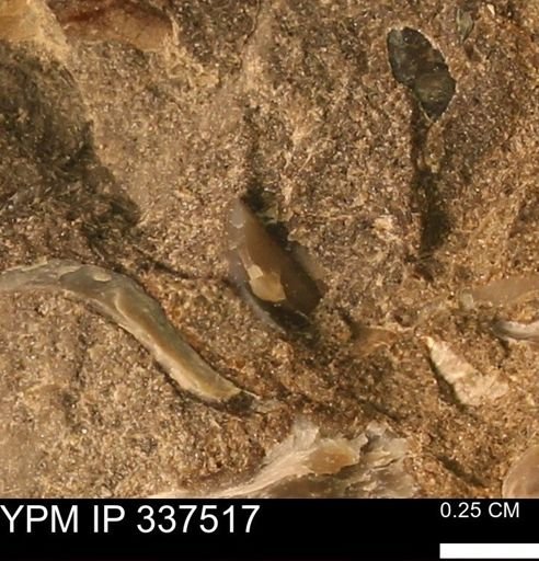 Mollusca