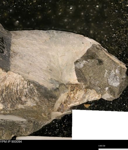 Hoploscaphites sp.