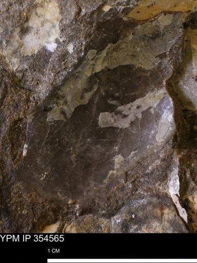 Pseudoptera subtortuosa