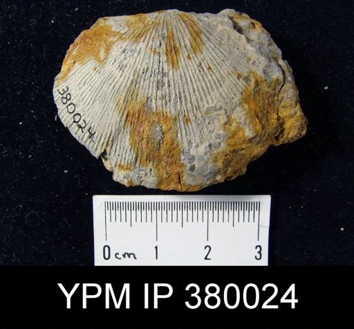 undet. Strophomenida