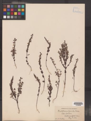 Scutellaria leonardii
