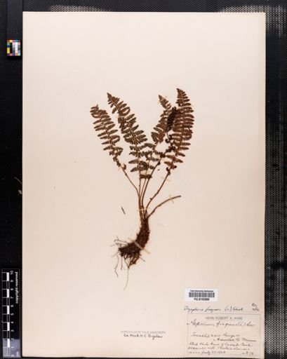 Dryopteris fragrans