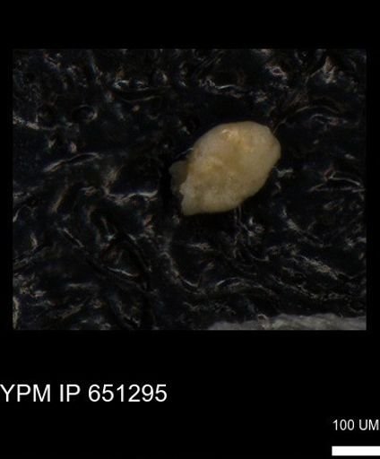 undet. Foraminiferida