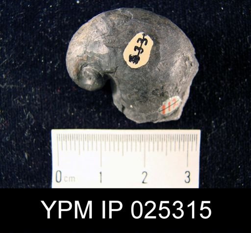 Platyceras tenuiliratum