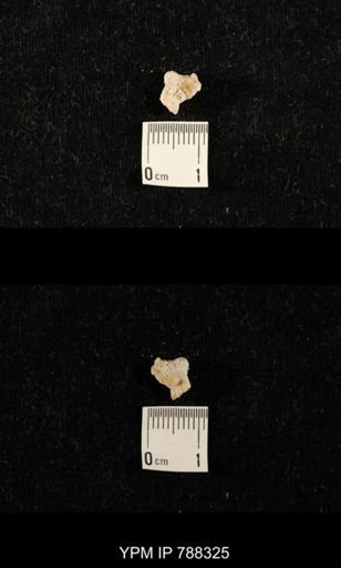 taxon undetermined