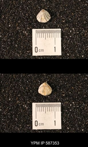 Camarotoechia whitei