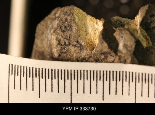 Protocardia subquadrata