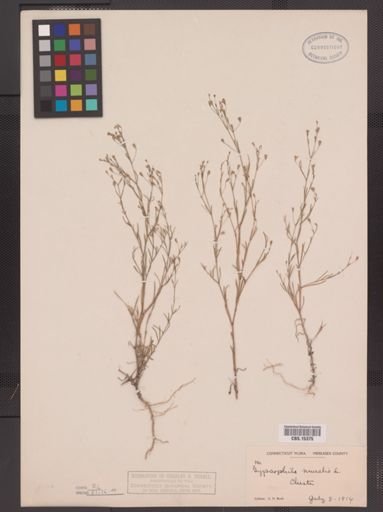 Gypsophila muralis