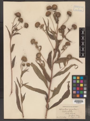 Helianthus giganteus