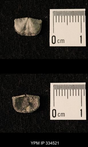 Mesolobus striatus