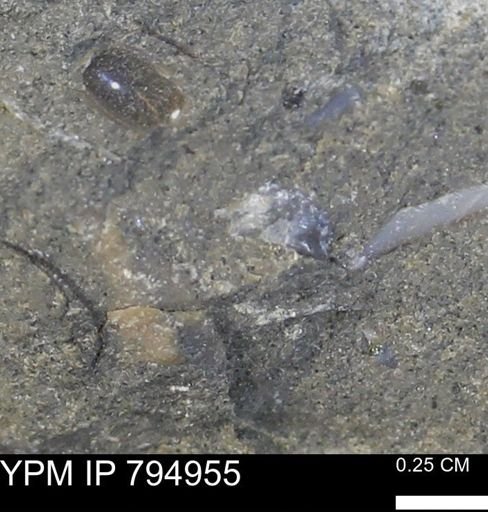 undet. Mollusca