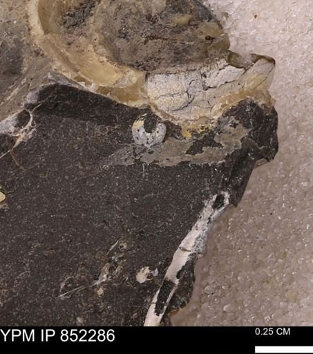 undet. Gastropoda