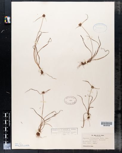 Cyperus filiculmis