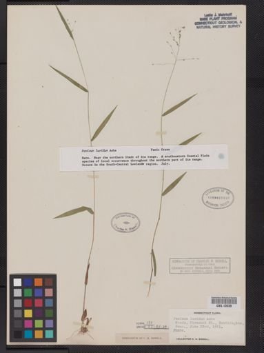 Panicum lucidum