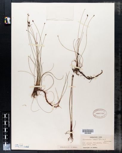 Eleocharis tenuis