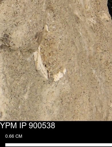 undet. Bivalvia