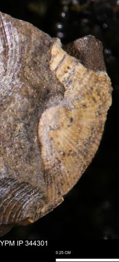 Parallelodon?