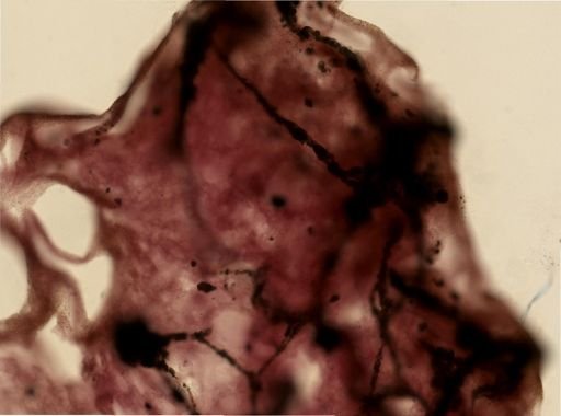 Hyrtios sp.