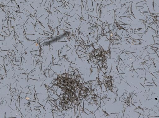 Isodictya deichmannae