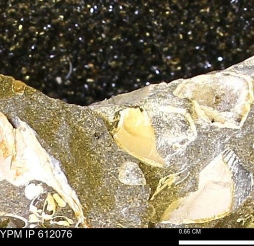 undet. Bivalvia
