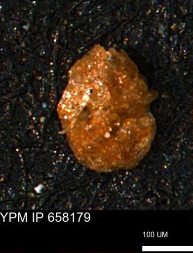 Ammobaculites euides